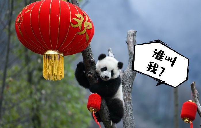 新华全媒+ | 峨眉山上找“大熊猫”？没错！它被称为“植物界的大熊猫”！
