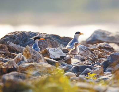 数量稀少，河燕鸥保护再升级——守护燕鸥 在河之洲（共建万物和谐的美丽家园）