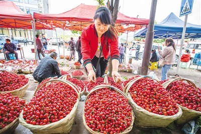 樱桃产业 助农增收
