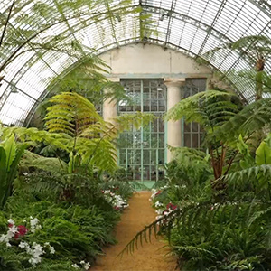 全球连线丨比利时王宫将恢复向公众开放御花园温室