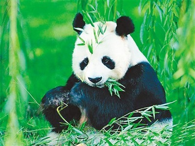 熊猫进“城”