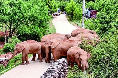 国际社会关注云南野象北迁“大象迁徙体现了人与自然的和谐相处”