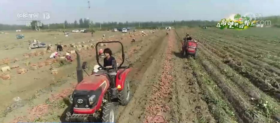 在希望的田野上 | 5万亩红薯喜获丰收 电商促销助增收