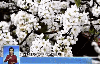 春天的中国,美得不可方物!