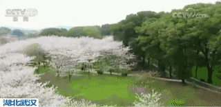 春天的中国,美得不可方物!