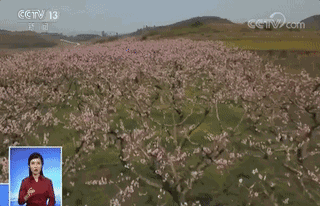 春天的中国,美得不可方物!