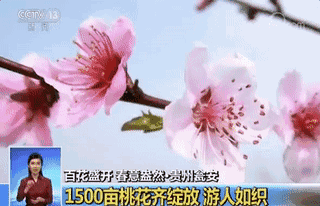 春天的中国,美得不可方物!