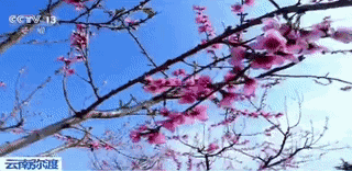 春天的中国,美得不可方物!
