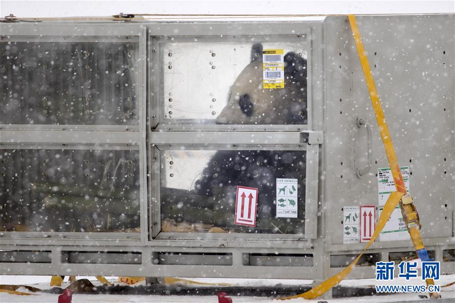 （国际·一周看天下）熊猫抵芬