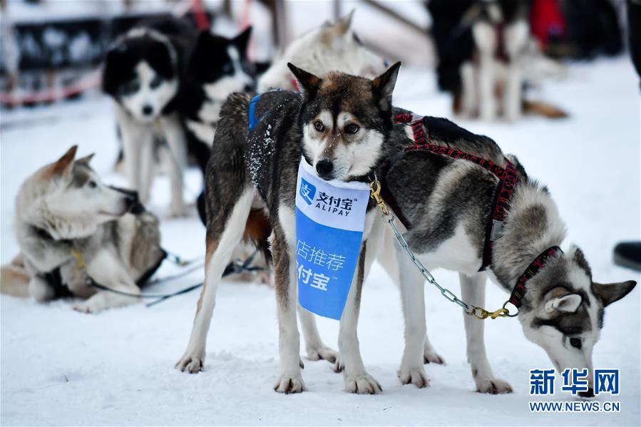 （国际·一周看天下）狗狗代言