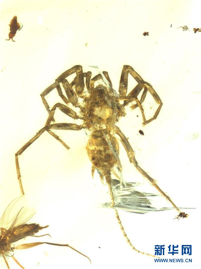 （图文互动）（1）研究发现1亿年前远古蜘蛛长有尾巴