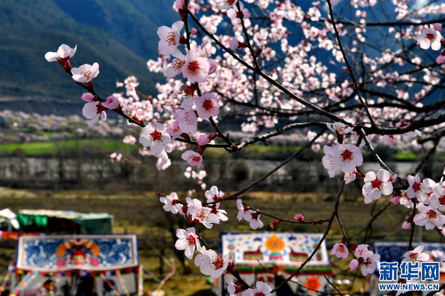(美丽中国)(1)波密桃花香