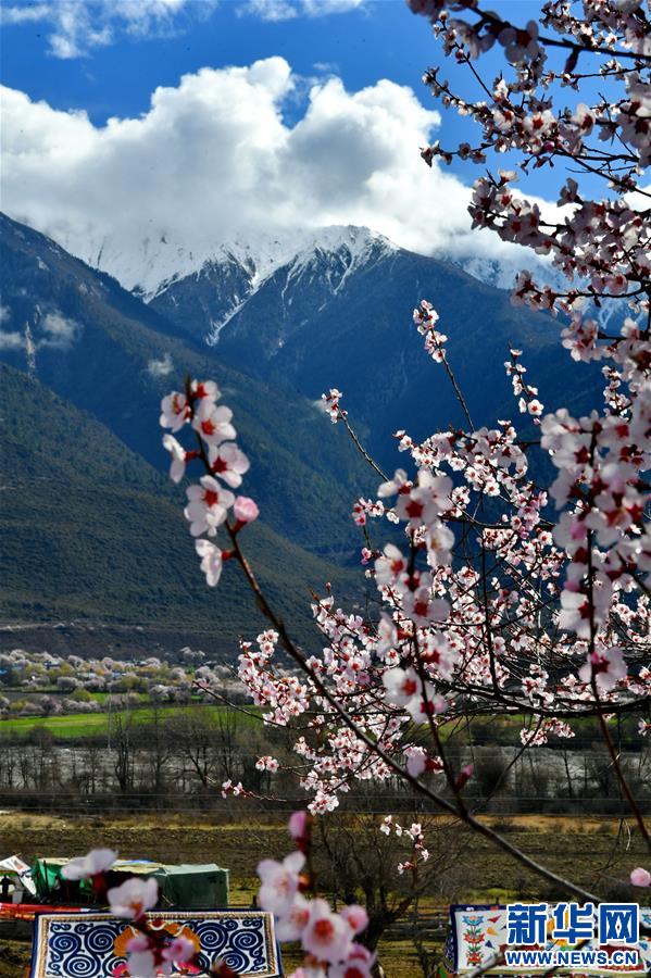 (美丽中国)(2)波密桃花香