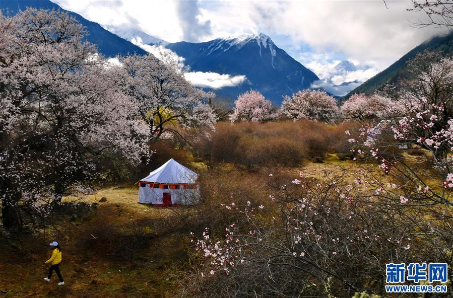(美丽中国)(5)波密桃花香