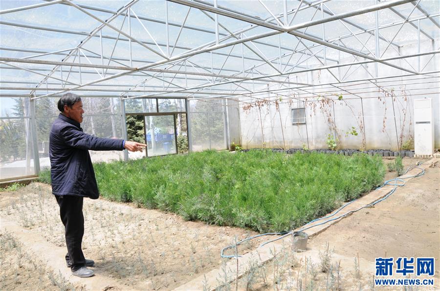（新时代奋斗者·图文互动）（1）“树爸爸”边久：“世界屋脊”种绿洲