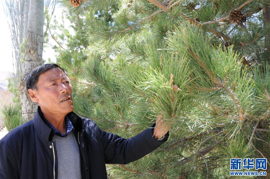 (新时代奋斗者·图文互动)(2)“树爸爸”边久:“世界屋脊”种绿洲