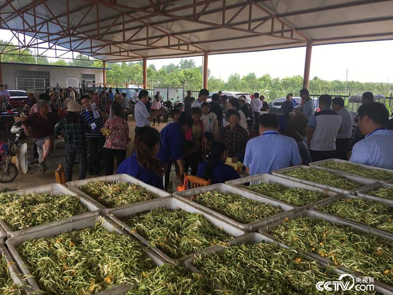 金银花、软籽石榴种植,带领当地百姓走上富裕路(摄\记者徐辉)