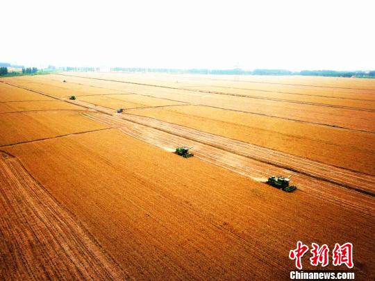 河南省黄泛区农场10万余亩小麦开镰收割