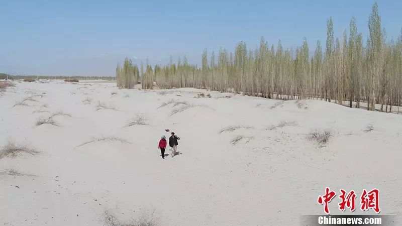 活人不能让沙子欺负！这对夫妻35年种80万棵树