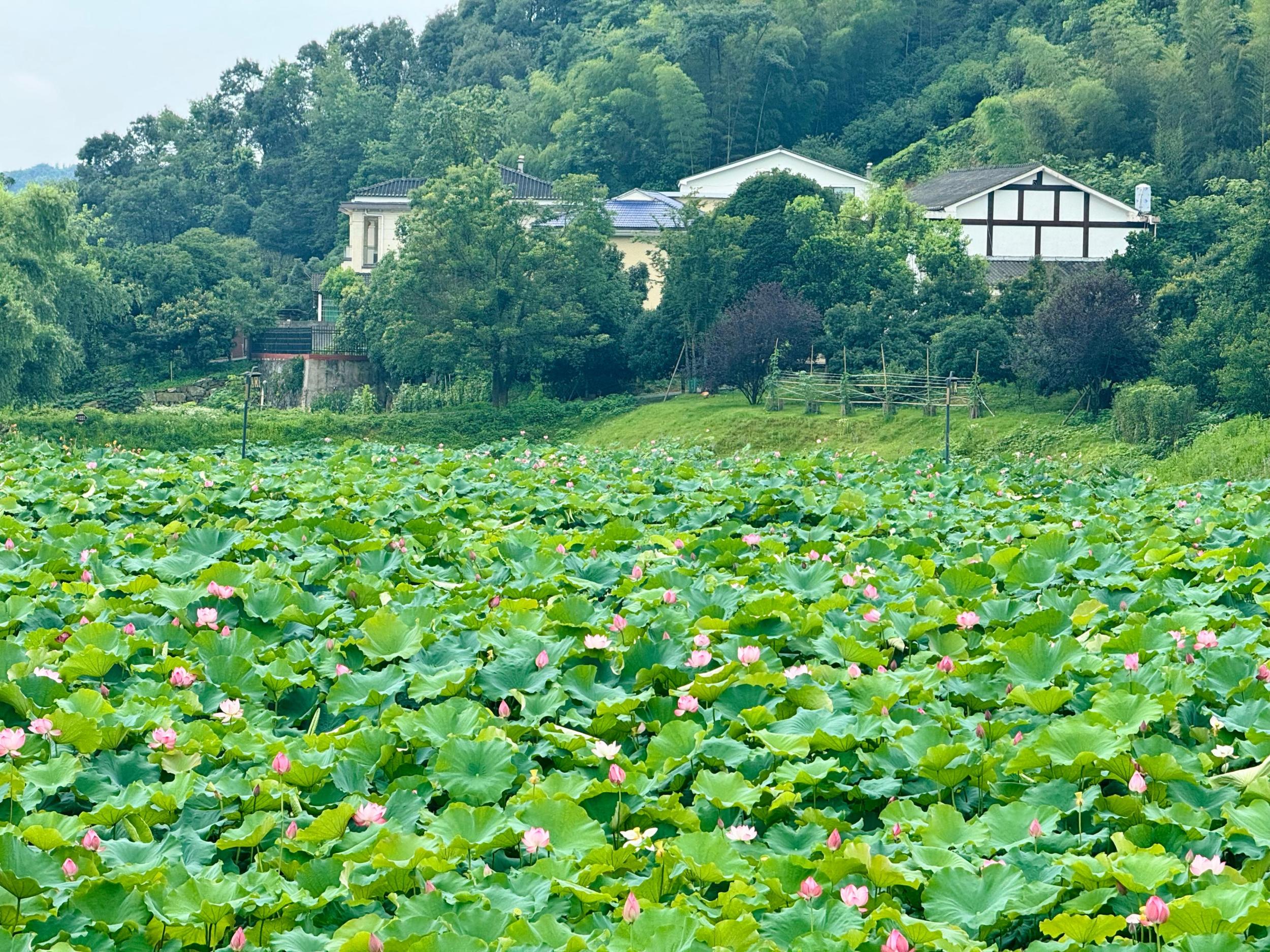 池塘荷花图片图片